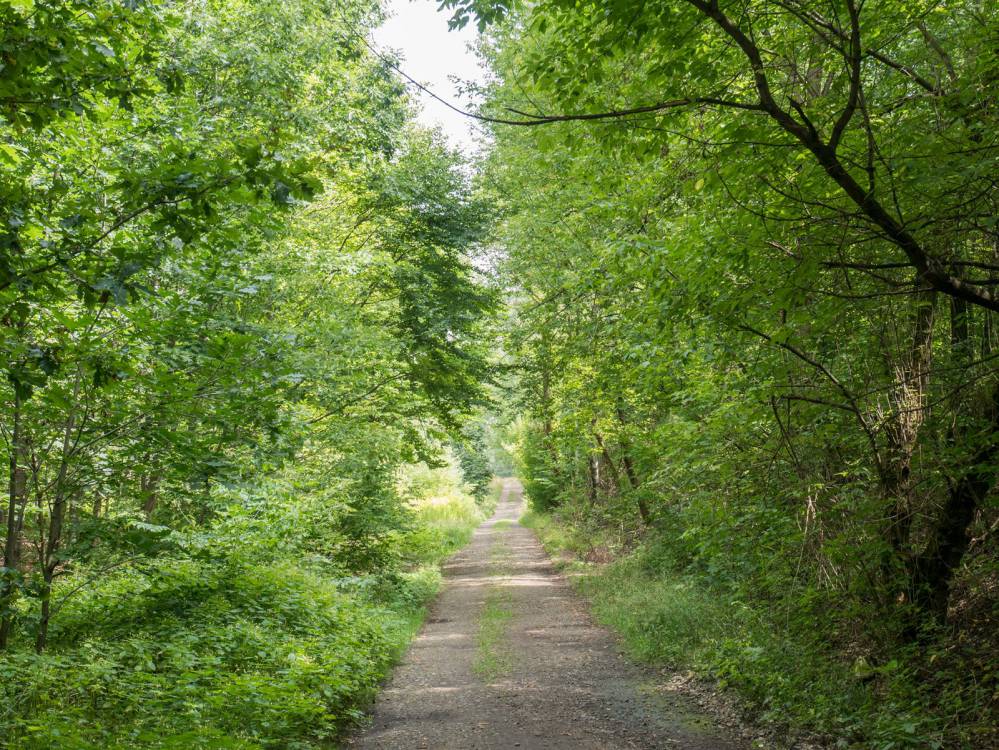 Szlak Lasu Zagórskiego w Sosnowcu