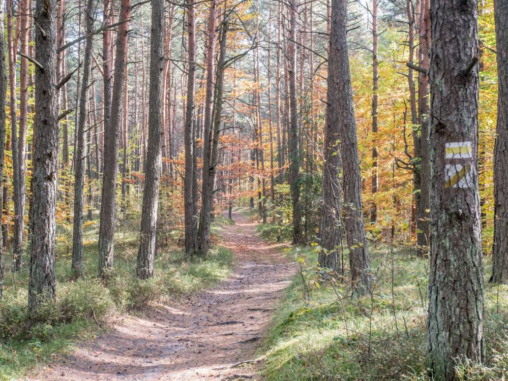 Niebieski szlak rowerowy Zawiercie - Ogrodzieniec
